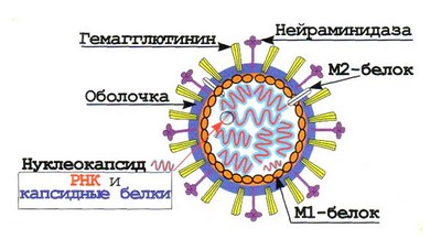 https://www.natr-nn.ru/blog/wp-content/uploads/2021/01/1611612064_423_Записки-микробиолога-вирусолога-о-ковиде.jpg