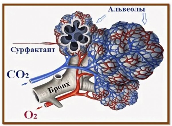 Лидокаин для лечения Covid 19